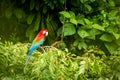 Red Parrot In Perching On Branch, Green Vegetation In Background. Red And Green Macaw In Tropical Forest, Peru, Wildlife Scene