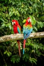 Red parrot in perching on branch, green vegetation in background. Red and green Macaw in tropical forest, Peru, Wildlife scene Royalty Free Stock Photo