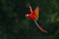 Red parrot in rain. Macaw parrot fly in dark green vegetation. Scarlet Macaw, Ara macao, in tropical forest, Costa Rica, Wildlife Royalty Free Stock Photo