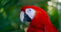 Red parrot head, close up Royalty Free Stock Photo