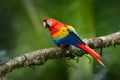 Red parrot Scarlet Macaw, Ara macao, bird sitting on the branch, Brazil. Wildlife scene from tropical forest. Beautiful parrot on