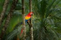 Red parrot Scarlet Macaw, Ara macao, bird sitting on the branch, Brazil. Wildlife scene from tropical forest. Beautiful parrot on