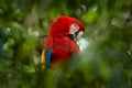 Red parrot Scarlet Macaw, Ara macao, bird sitting on the branch,Tarcoles river, Costa Rica. Wildlife scene from tropical forest. Royalty Free Stock Photo