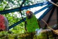 Red parrot Scarlet Macaw, Ara macao, bird sitting on the pal tree trunk, Panama. Wildlife scene from tropical forest. Beautiful Royalty Free Stock Photo