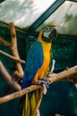 Red parrot Scarlet Macaw, Ara macao, bird sitting on the pal tree trunk, Panama. Wildlife scene from tropical forest. Beautiful Royalty Free Stock Photo