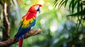 Red parrot Scarlet Macaw, Ara macao, bird sitting on the pal tree trunk, Panama. Wildlife scene from tropical forest Royalty Free Stock Photo