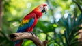 Red parrot Scarlet Macaw, Ara macao, bird sitting on the pal tree trunk, Panama. Wildlife scene from tropical forest Royalty Free Stock Photo