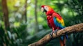 Red parrot Scarlet Macaw, Ara macao, bird sitting on the pal tree trunk, Panama. Wildlife scene from tropical forest Royalty Free Stock Photo