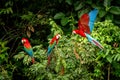 Red parrot sitting on branches and wathing another one in flight. Macaw flying, green vegetation in background Royalty Free Stock Photo