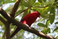 Red parrot stand on branch of tree Royalty Free Stock Photo