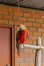 A red parrot on a stick, belongs to Psittacidae