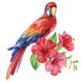 Red parrot. Tropical watercolor bird, flowers and leaves isolated on white background. Botanical painting illustration Royalty Free Stock Photo