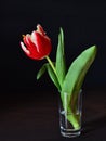 Red parrot tulip