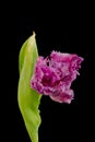 Red parrot tulip surrealistic fantasy macro