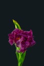 Red parrot tulip surrealistic fantasy macro on dark gray black background Royalty Free Stock Photo