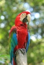 Red parrots Royalty Free Stock Photo