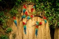 Red parrots on clay lick eating minerals, Red and green Macaw in tropical forest, Brazil, Wildlife scene from tropical nature