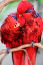 red parrots