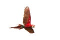 Red parrots in flight. Macaw flying, white background, isolated bird,red and green Macaw in tropical forest, Brazil Royalty Free Stock Photo