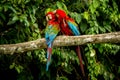 Red parrots grooming each other on branch, green vegetation in background. Red and green Macaw in tropical forest, Brazil Royalty Free Stock Photo