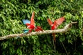 Red parrots landing on branch, green vegetation in background. Red and green Macaw in tropical forest, Peru, Wildlife scene Royalty Free Stock Photo