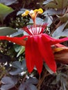 Red passiflora flowers