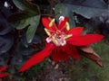 Red passiflora flowers