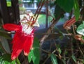 Red passiflora flowers blooming, Bogor, Indonesia