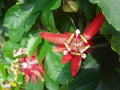 Red passiflora flowers blooming, Bogor, Indonesia