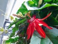 Red passiflora flowers blooming, Bogor, Indonesia