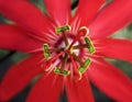 Red Passion Flower