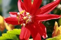 Red passion flower Royalty Free Stock Photo