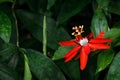 Red Passion Flower Royalty Free Stock Photo