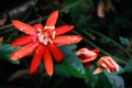 Red passion flower and buds Royalty Free Stock Photo