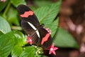 Red Passion Flower Butterfly Royalty Free Stock Photo