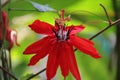 Red Passion Flower Royalty Free Stock Photo