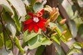 Red Passion Flower Royalty Free Stock Photo