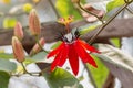 Red Passion Flower Royalty Free Stock Photo