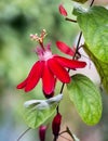 Red Passion Flower Royalty Free Stock Photo