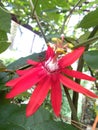 Red passion flower passiflora coccinea Royalty Free Stock Photo