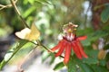 Red passion flower, Passiflora racemosa, soft focus image Royalty Free Stock Photo