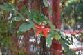 Red passion flower, Passiflora racemosa, soft focus image Royalty Free Stock Photo