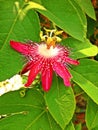 Red Passion flower Royalty Free Stock Photo