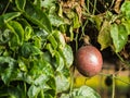 Red passion fruit Royalty Free Stock Photo