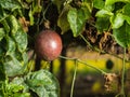 Red passion fruit Royalty Free Stock Photo