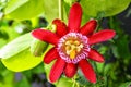 Red passionflower in bloom Royalty Free Stock Photo