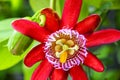 Red passionflower in bloom Royalty Free Stock Photo