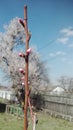 red peach buds in spring against a blue sky