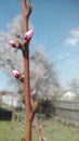 red peach buds in spring against a blue sky