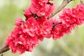 Red peach flowers Royalty Free Stock Photo